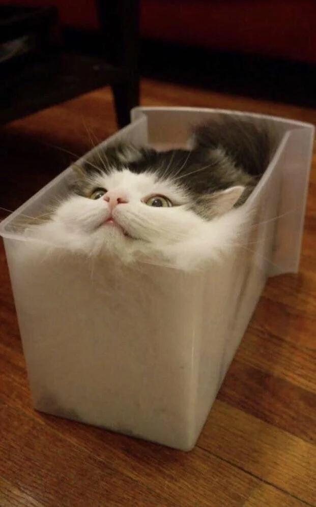 a cat in a clear plastic box.