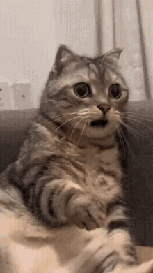An animated GIF of a cat who is sitting on a couch and looking very frightened