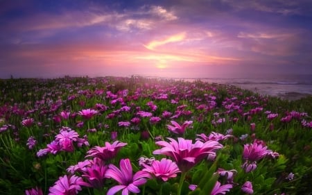 A field of flowers