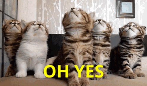 an animated GIF of kittens nodding 'yes'